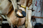 Excellent Easy Hoof Block 11 cm Kunststoff
