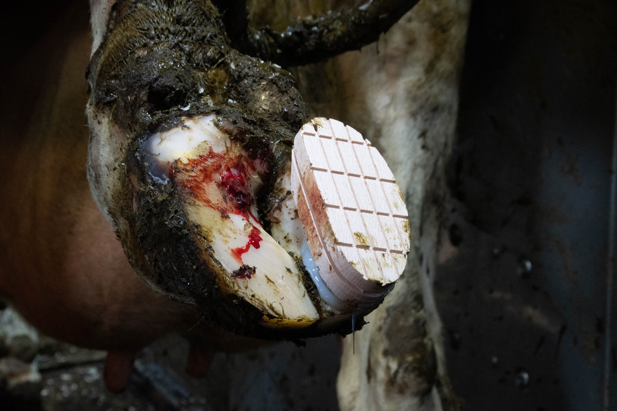 Excellent Easy Hoof Block