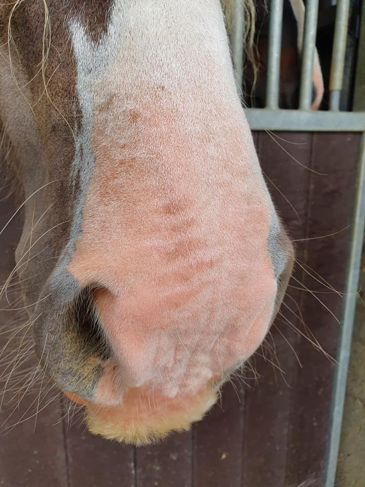 Excellent Horse Sunblock Cream SPF 30 150 g