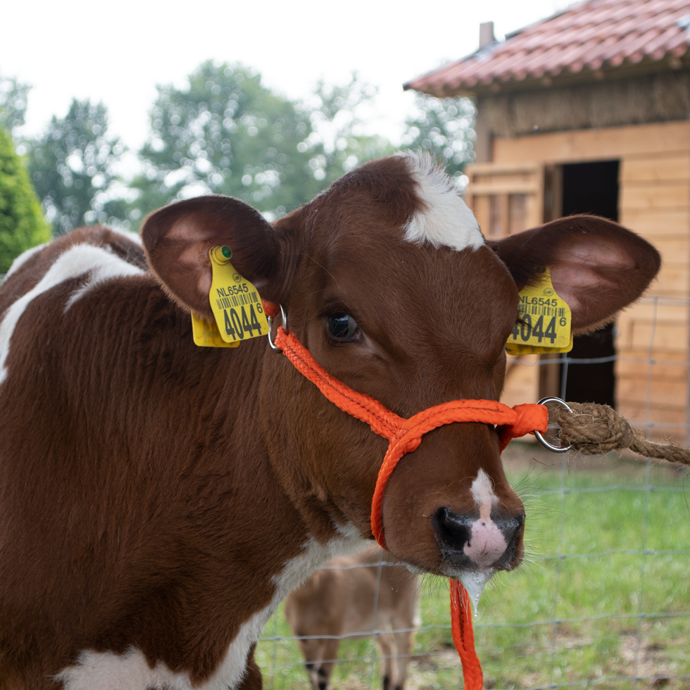 Halster Kalf verstelbaar breed oranje