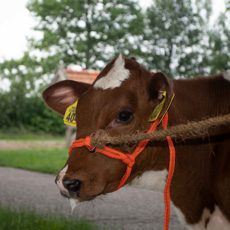 Halster Kalf verstelbaar breed oranje