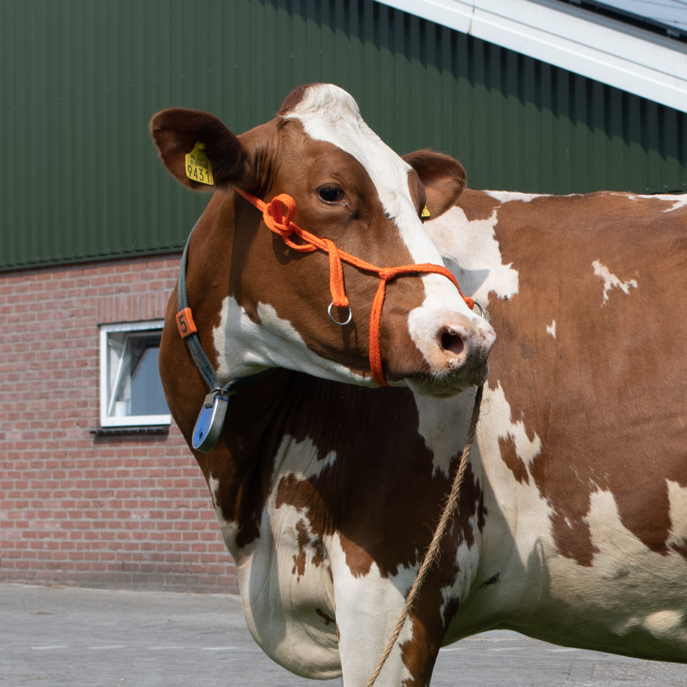 Halster Kalf verstelbaar breed oranje