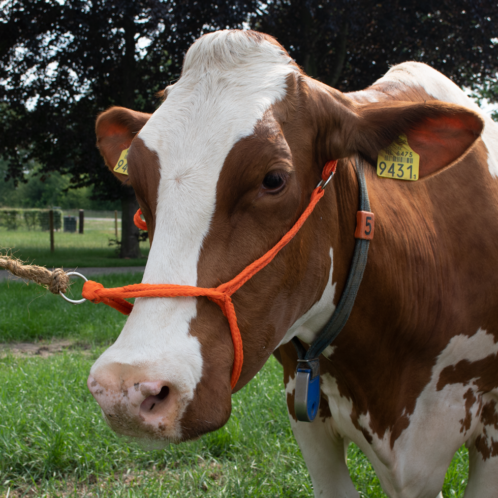 Halster Kalf verstelbaar breed oranje