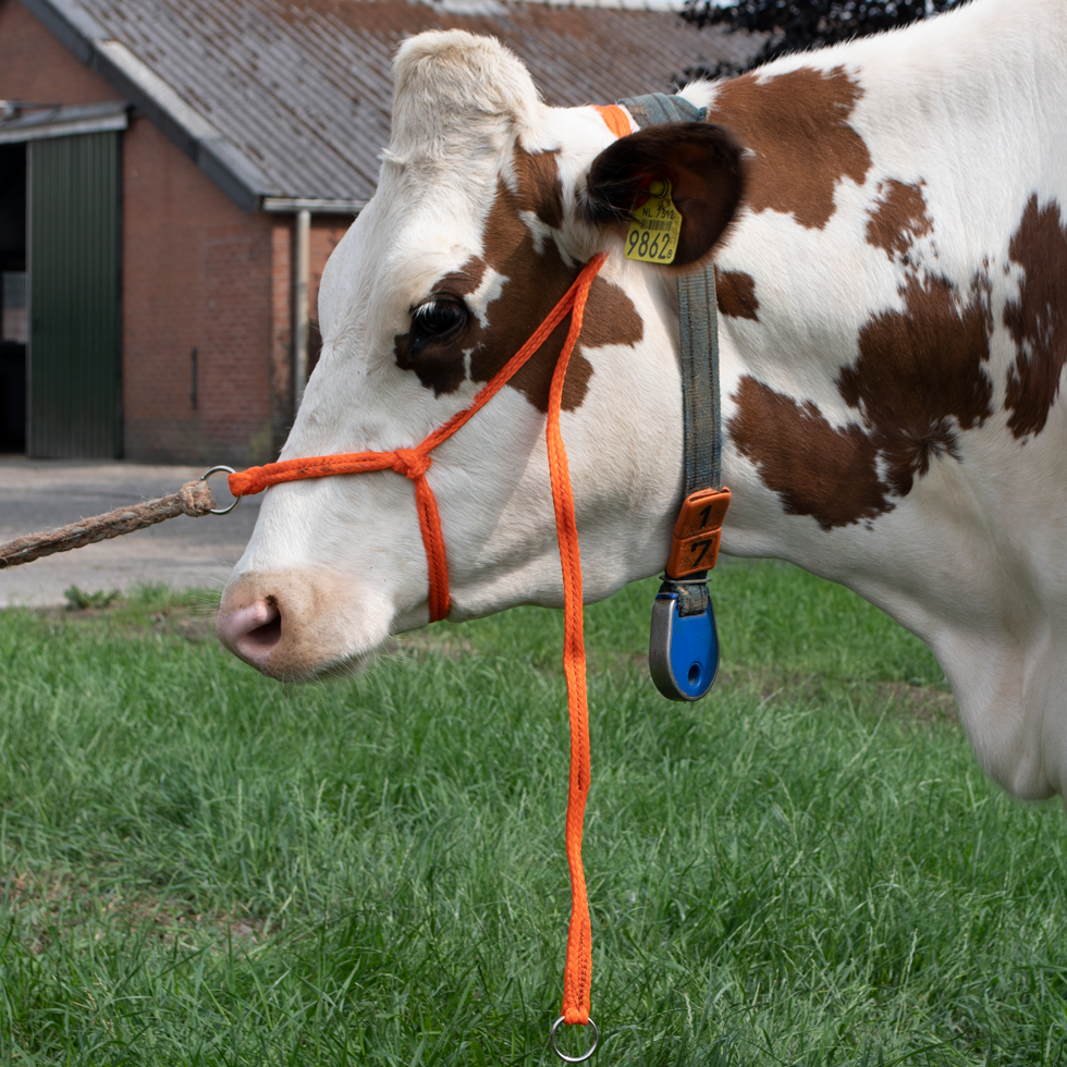 Halster Kalf verstelbaar breed oranje