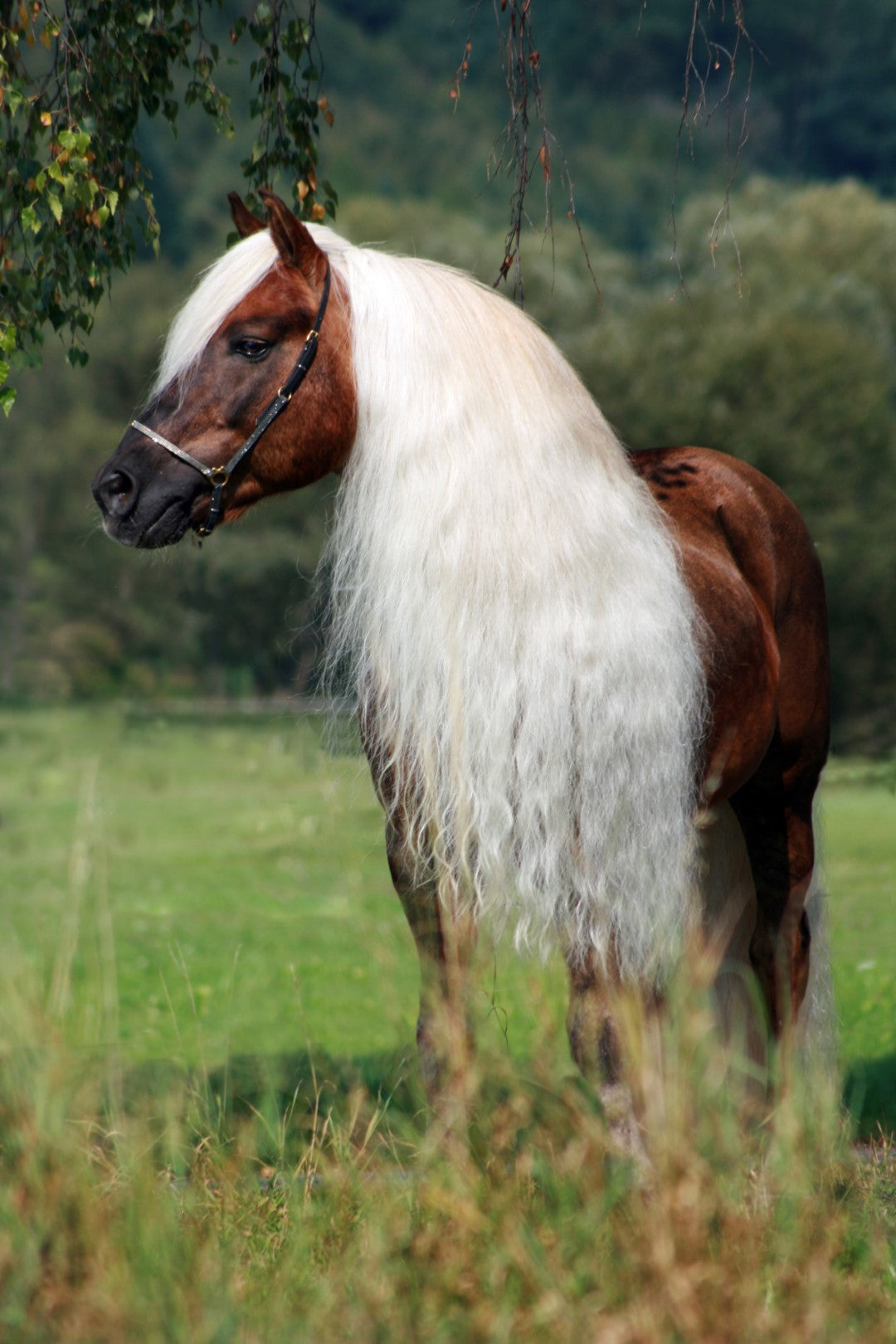 Excellent Horse Hi Gloss Spray
