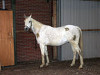 Excellent Horse Hi Gloss Clean Spray 500 ml