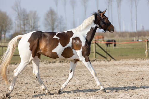 Excellent Horse Hi Gloss Glitter Spray