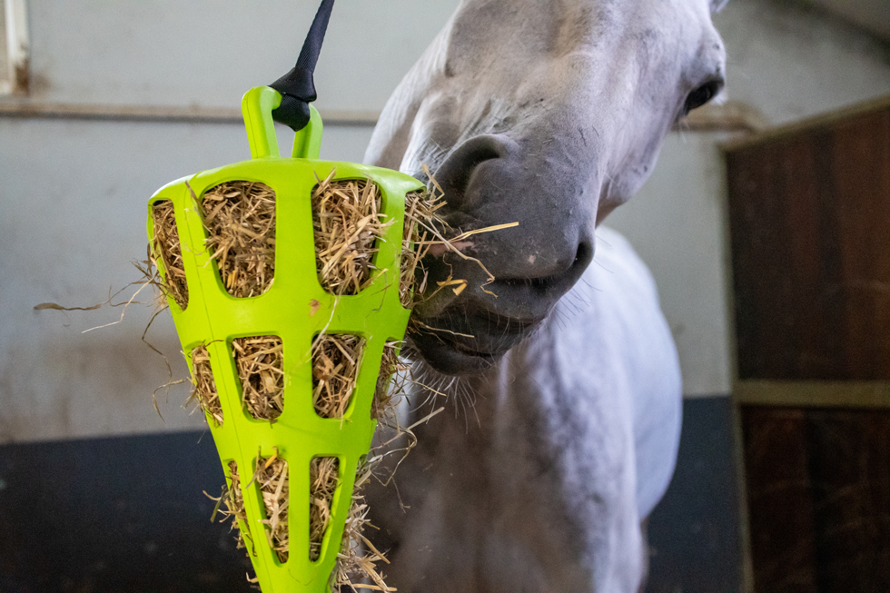 Hay Slow Feeder Fun & Flex Carrot