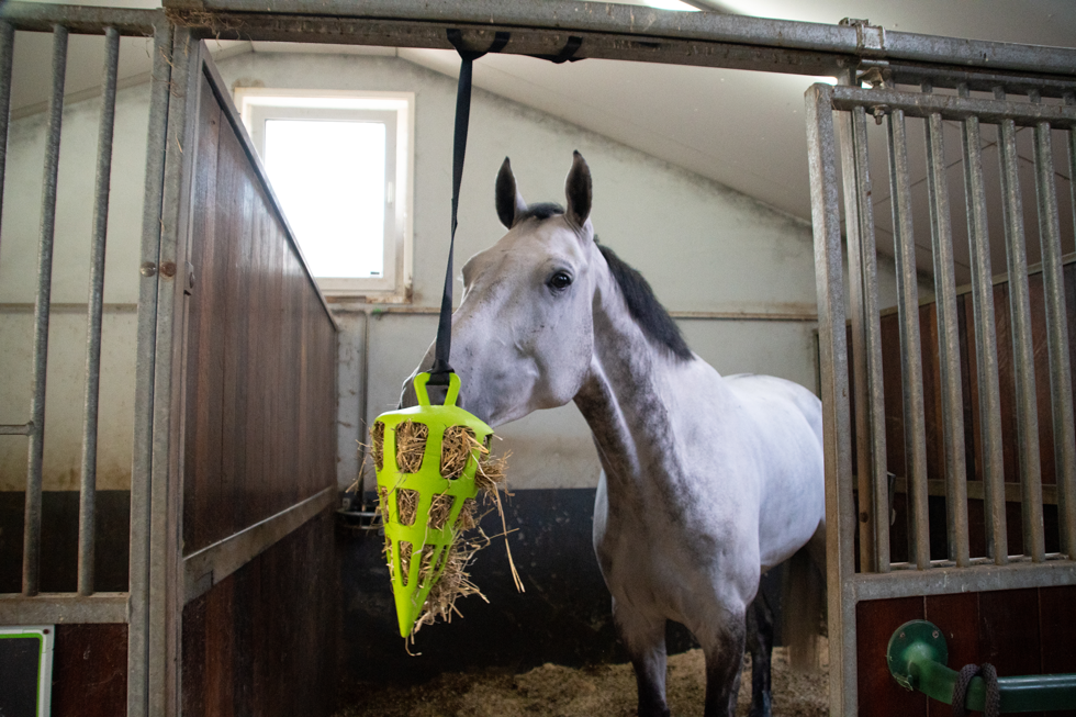 Hay Slow Feeder Fun & Flex Carrot