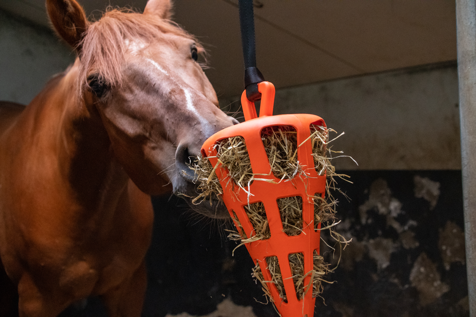 Hay Slow Feeder Fun & Flex Carrot