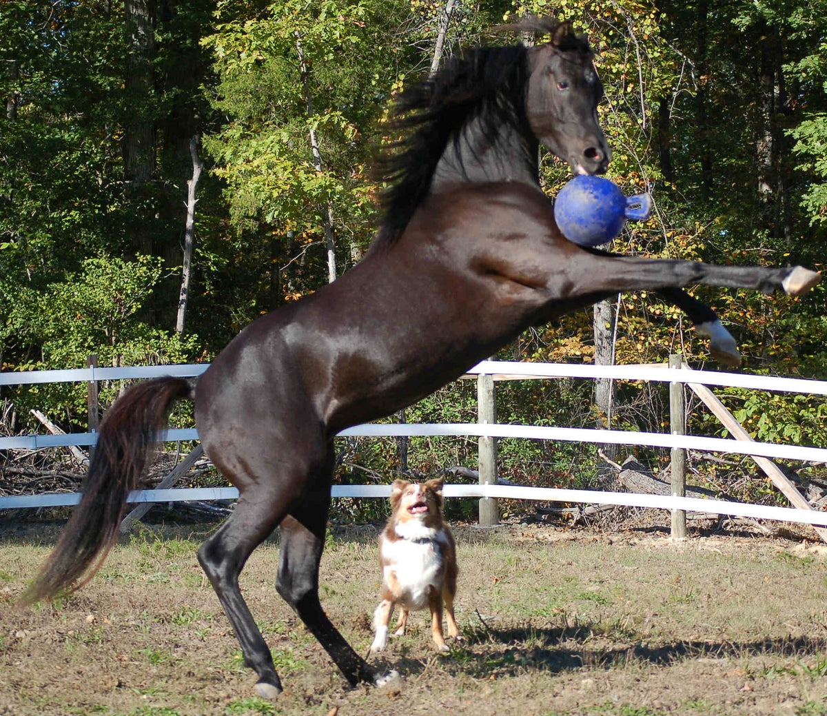 Jolly Ball