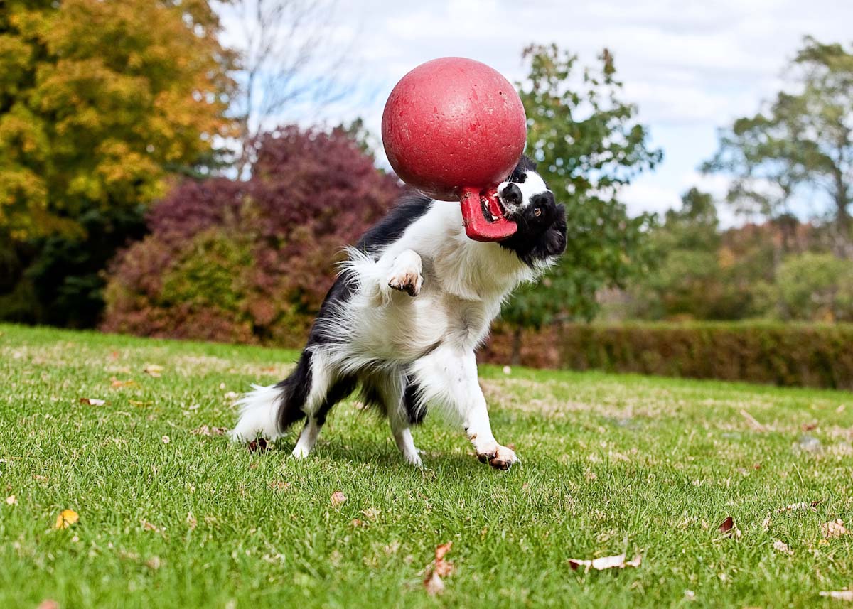 Jolly Tug-n-Toss