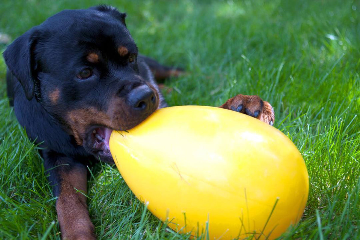 Jolly Egg