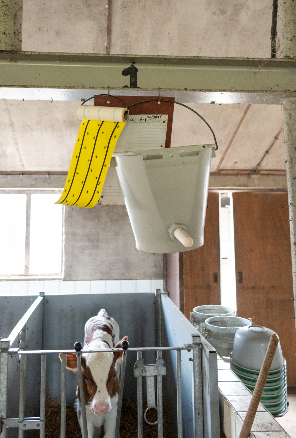 Knock Pest Fliegenkleberolle Gelb