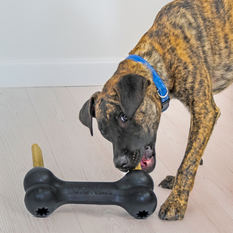 KONG Goodie Bone Zwart