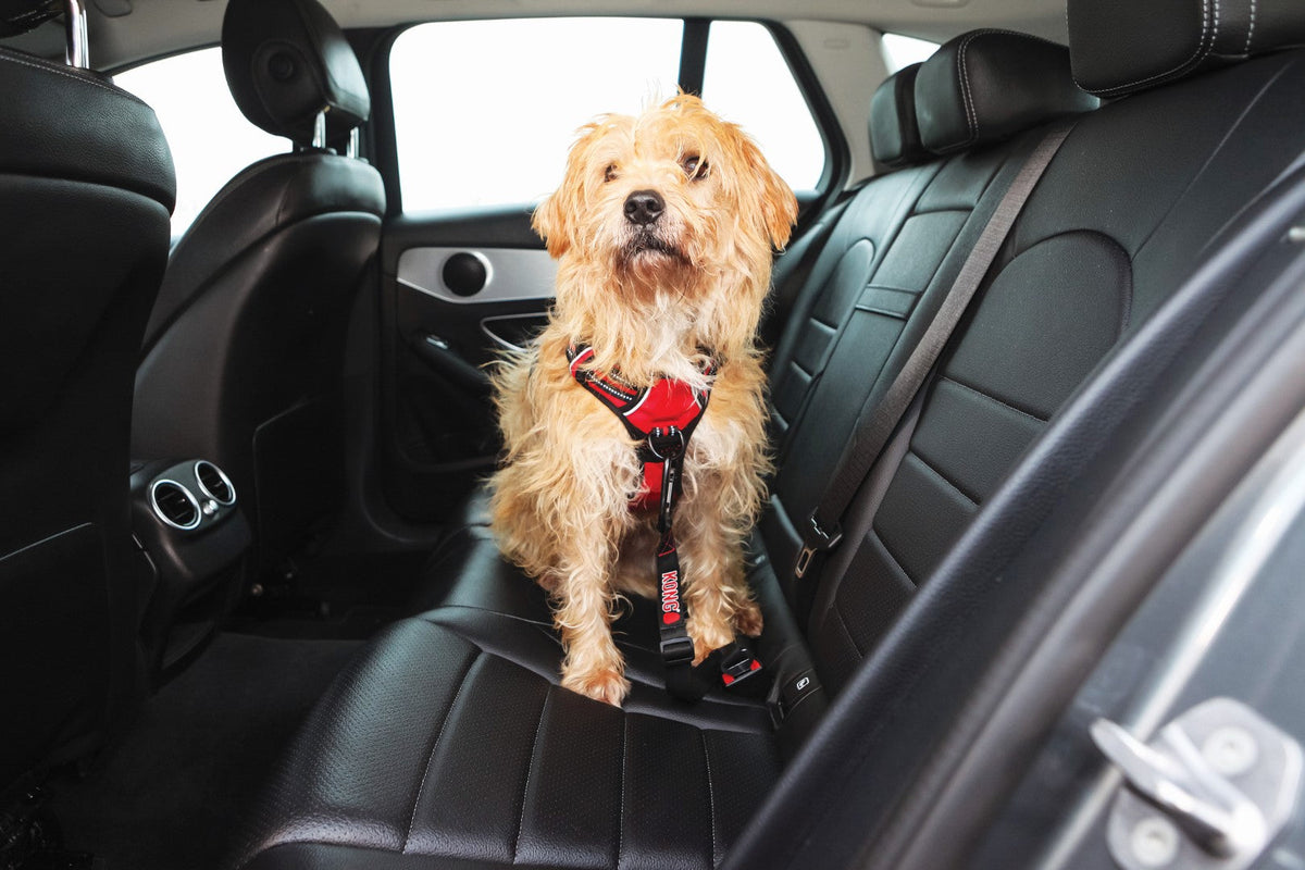 KONG Seat Belt Tether