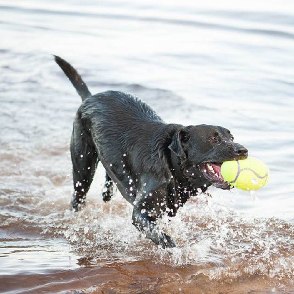 KONG Airdog® Squeaker Dumbbell M