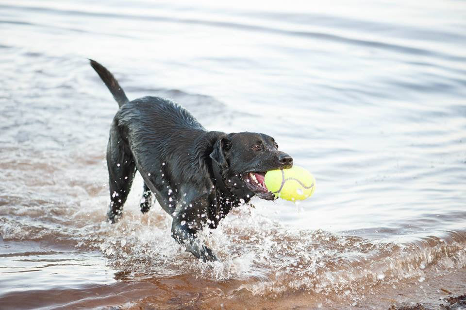 KONG Airdog® Squeaker Football