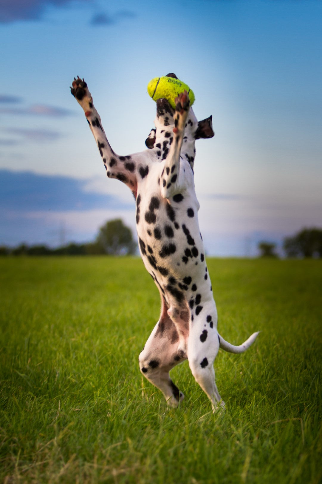 KONG Airdog® Squeaker Football