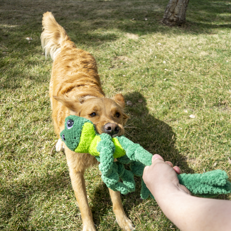 KONG Knots