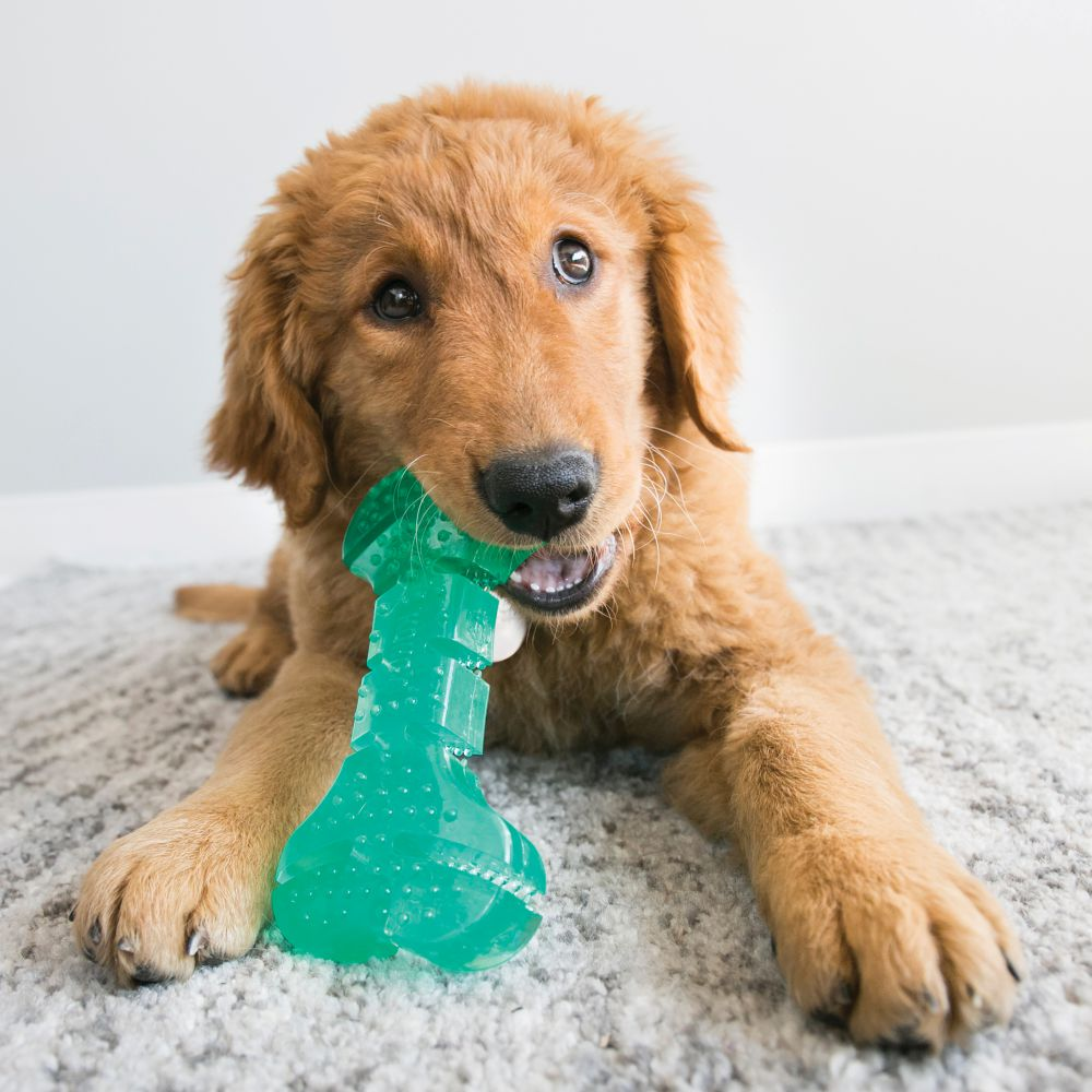 KONG Squeezz® Dental Stick
