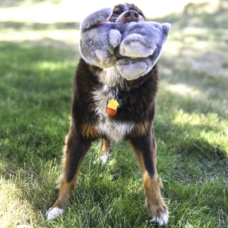 KONG Toughz