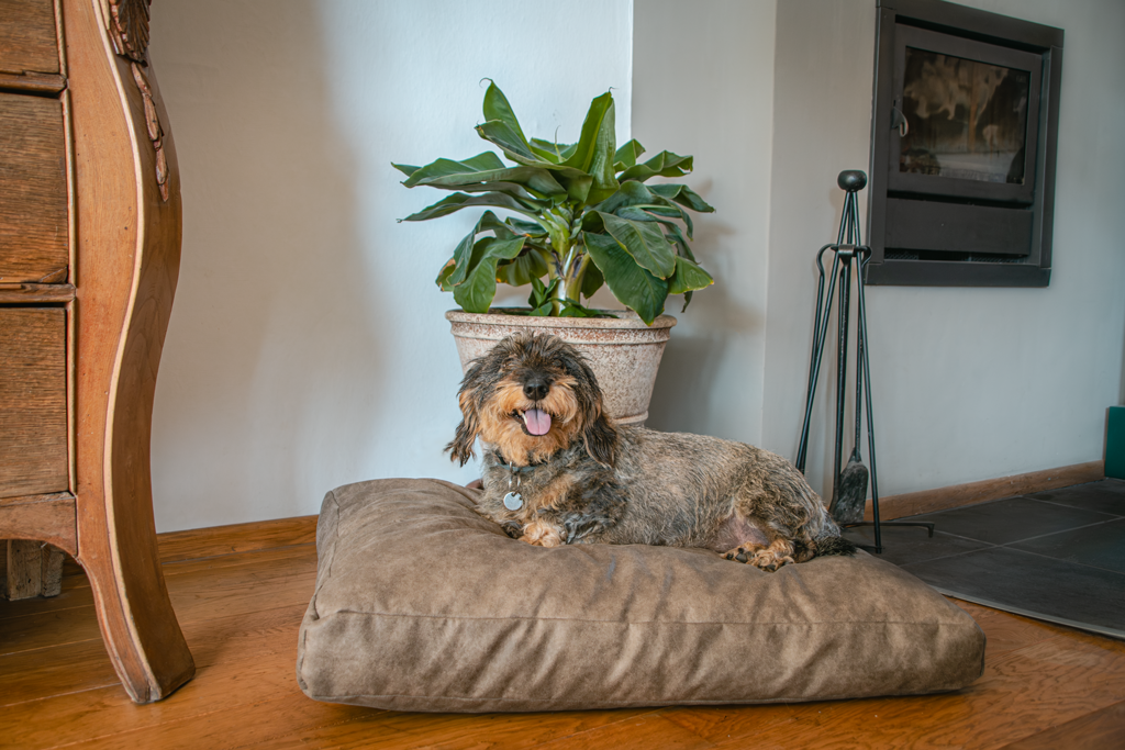 Let's Sleep Plush Pillow Hundebett