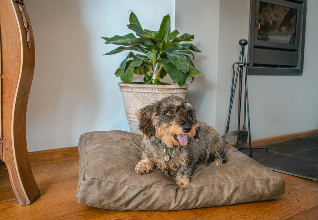 Let's Sleep Plush Pillow Hundebett