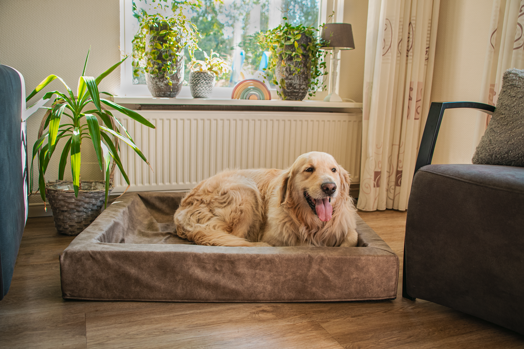 Let's Sleep Comfy Cushion Hondenmand