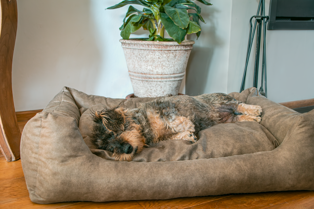 Let's Sleep Sweet Dreams Hundekorb Mit Kissen