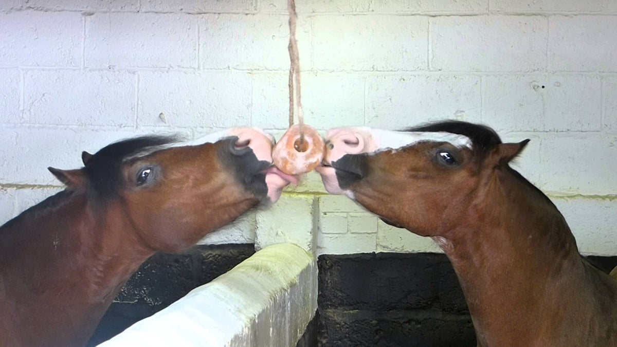Excellent Horse Salt Lick Himalaya
