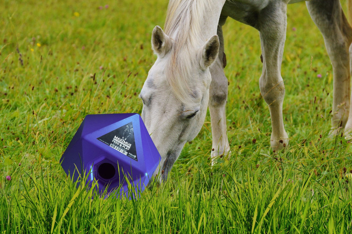 Maximus Feed & Play