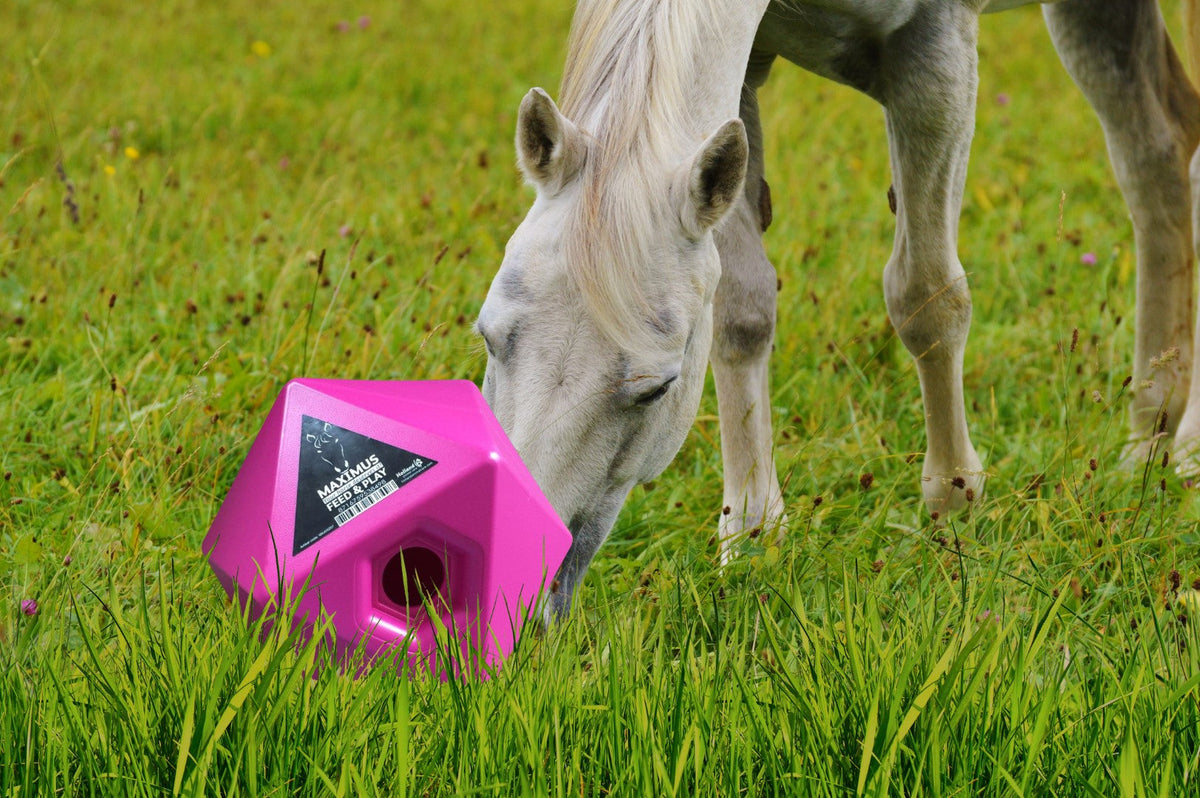 Maximus Feed & Play
