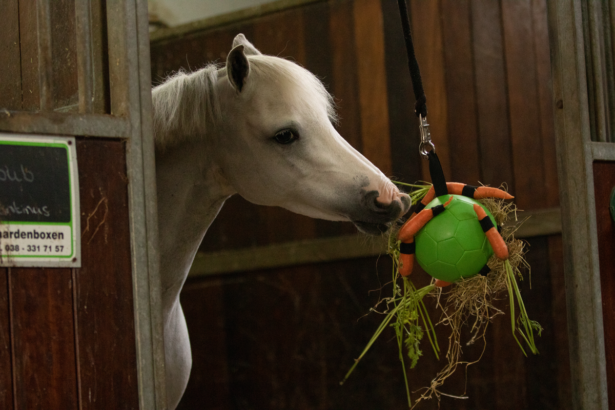 Excellent Horse Fun Play Ball