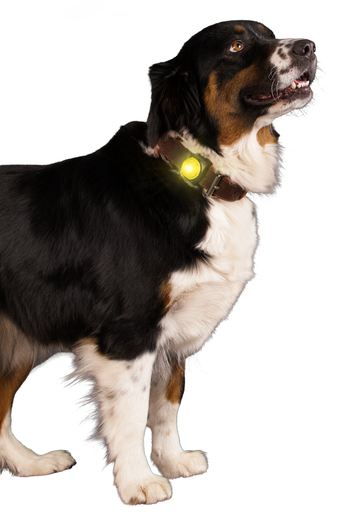 Nightwalk Safety Light