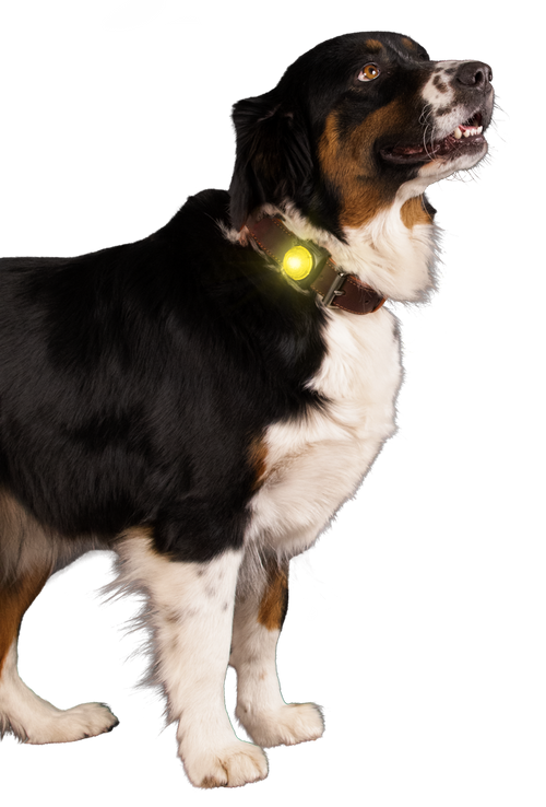 Nightwalk Safety Light