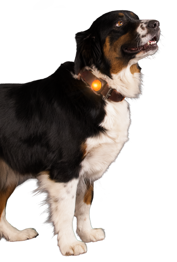 Nightwalk Safety Light