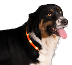 Nightwalk Safety Collar Oranje