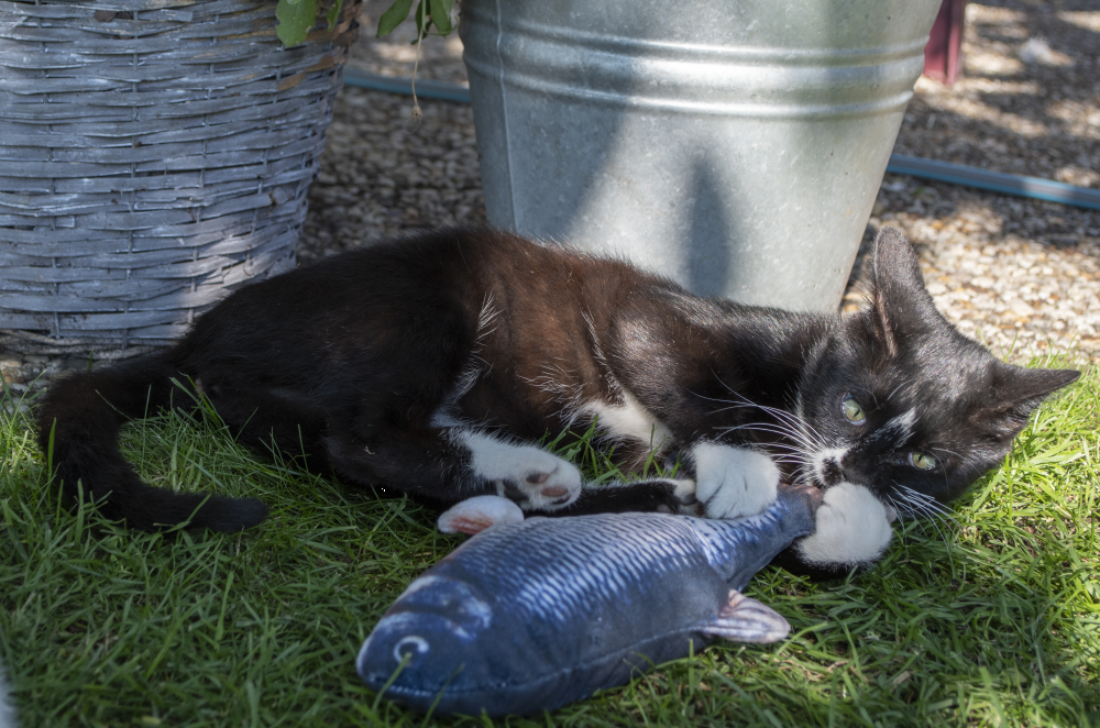 Robocat Floppy Fish