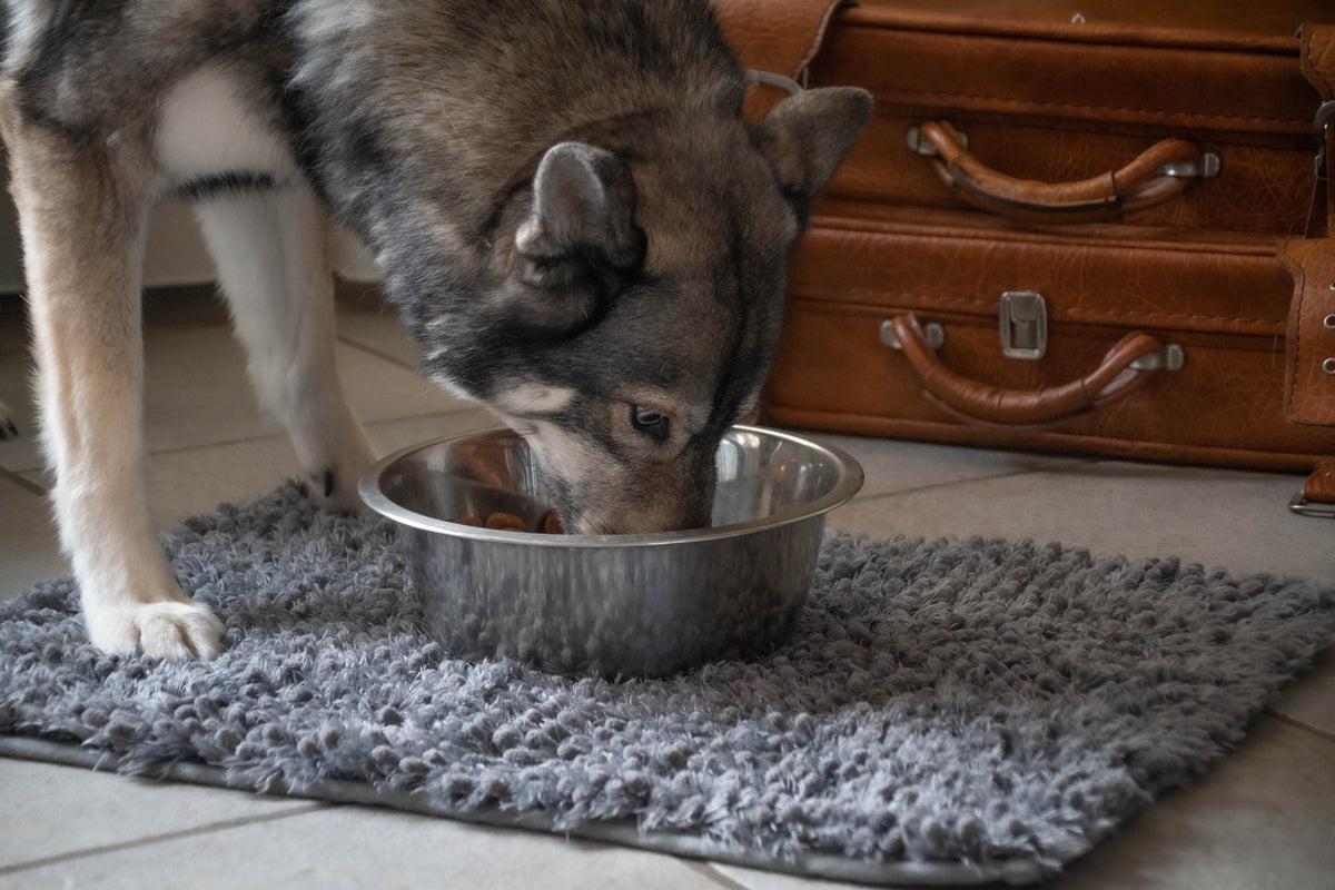 Royal Dry Knoeimat Voor Honden En Katten
