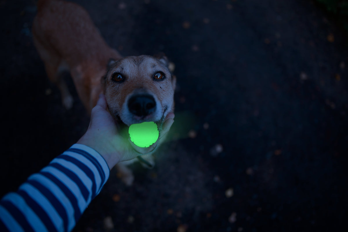 2 Glow Fetch & Play