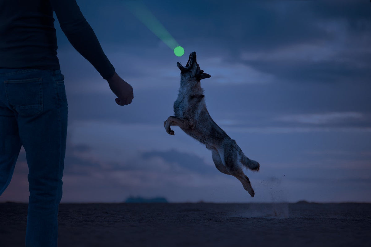 2 Glow Fetch & Play