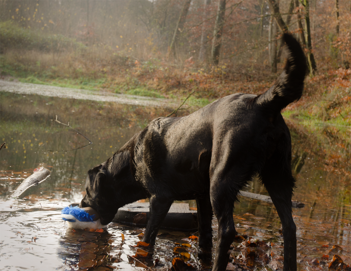Wild Life Dog Ente