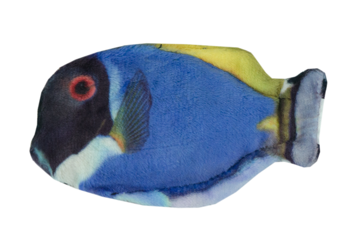 Wild Life Cat Blaue Doktorfisch
