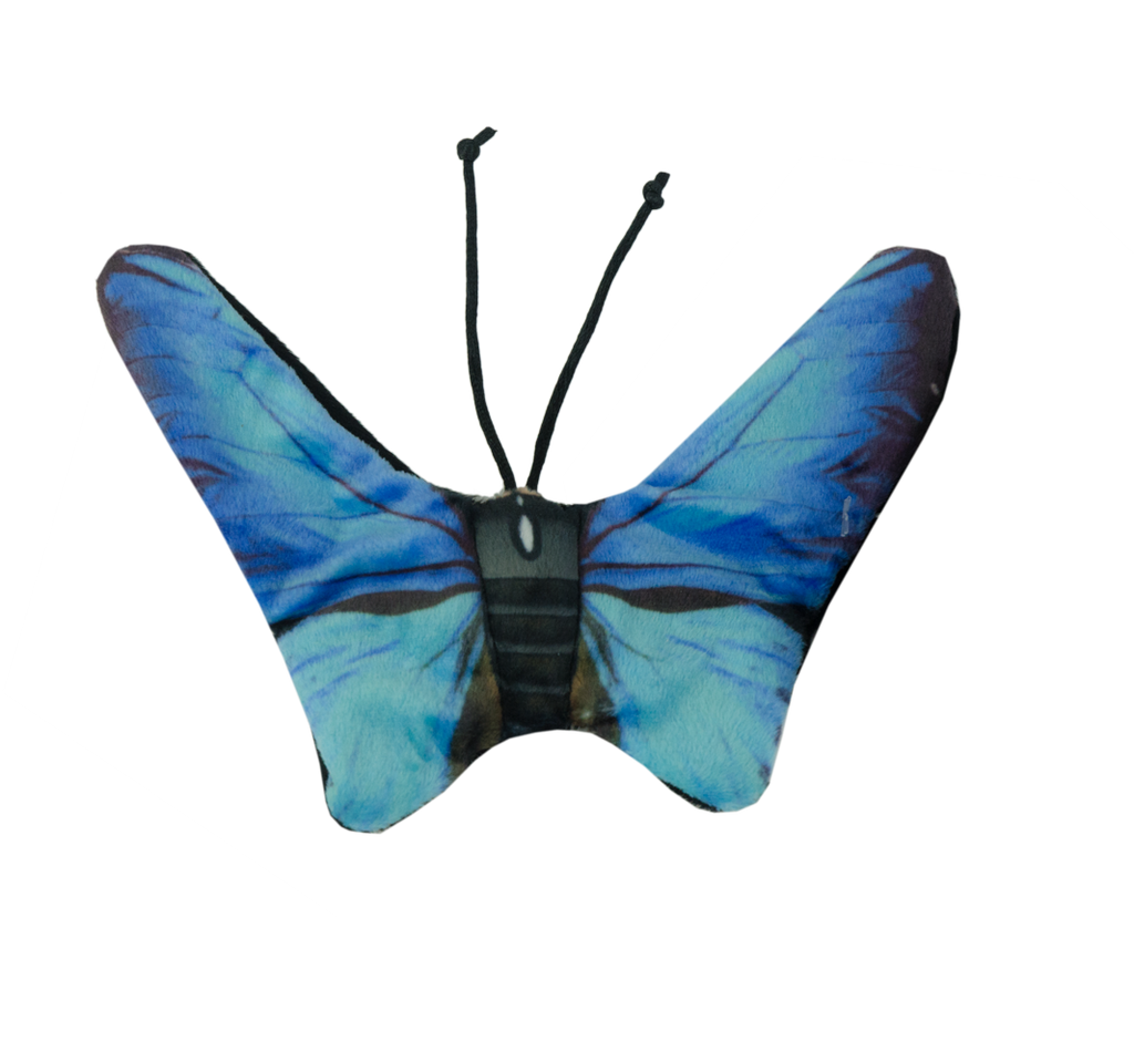 Wild Life Cat Blue Butterfly