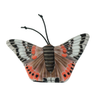 Wild Life Cat Admiral Schmetterling