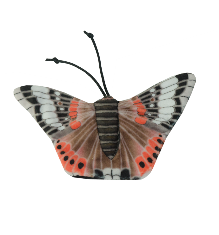 Wild Life Cat Admiral Schmetterling