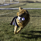 KONG Wubba Sport Football L